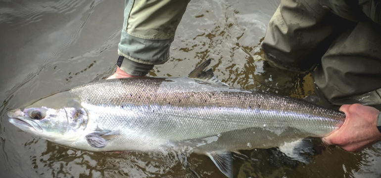 Salmon