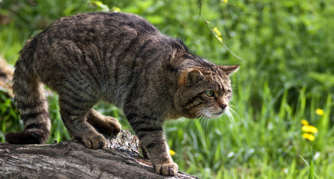 Working to save wild cats