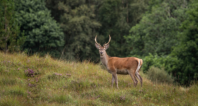 Hind Stalking with West Highland Hunting