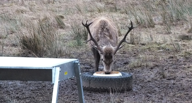 Feeding stags over the Winter