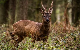 Hunting muntjac and roebuck deer in Berkshire
