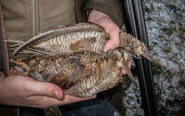 Woodcock Shooting in Scotland