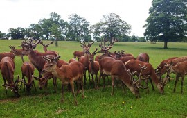 Visiting Deer Parks